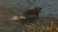 Sanglier dans GTA 6