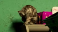 Chat dans GTA 6