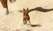 Chihuahua dans GTA 6