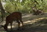 Cerf dans GTA 6