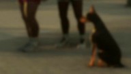 Doberman dans GTA 6