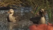 Canard dans GTA 6