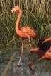 Flamant rose dans GTA 6