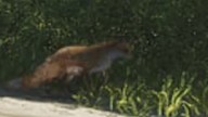 Renard dans GTA 6