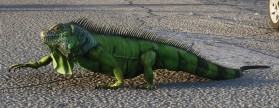 Iguane vert dans GTA 6