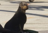 Rottweiler dans GTA 6