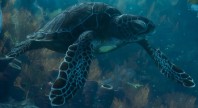 Tortue de mer dans GTA 6