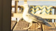 Mouette dans GTA 6