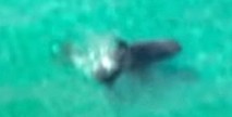 Requin dans GTA 6