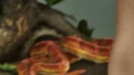 Serpent dans GTA 6