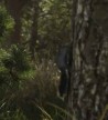 Écureuil dans GTA 6